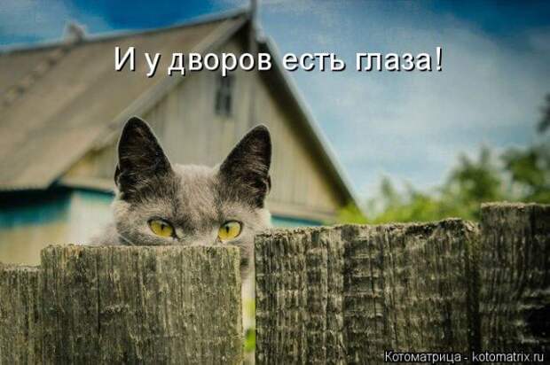 Лучшие котоматрицы недели (50 фото)