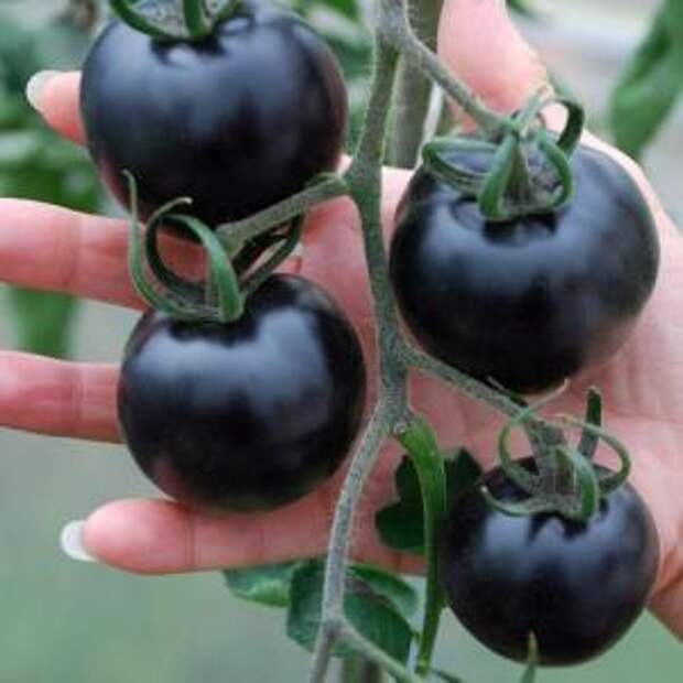 Indigo Rose – самый черный в мире помидор