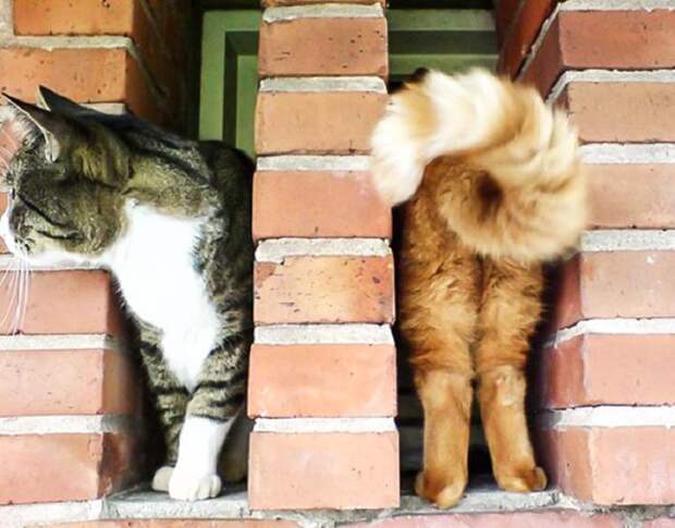 В нужном месте и в нужное время: 20 самых смешных фотографий с котами