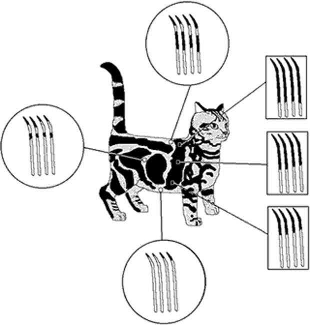 Почему серые полосатые коты - чёрные или Несложная генетика кошек 4. кот, генетика, длиннопост, Окрасы кошек, кот серый полосатый