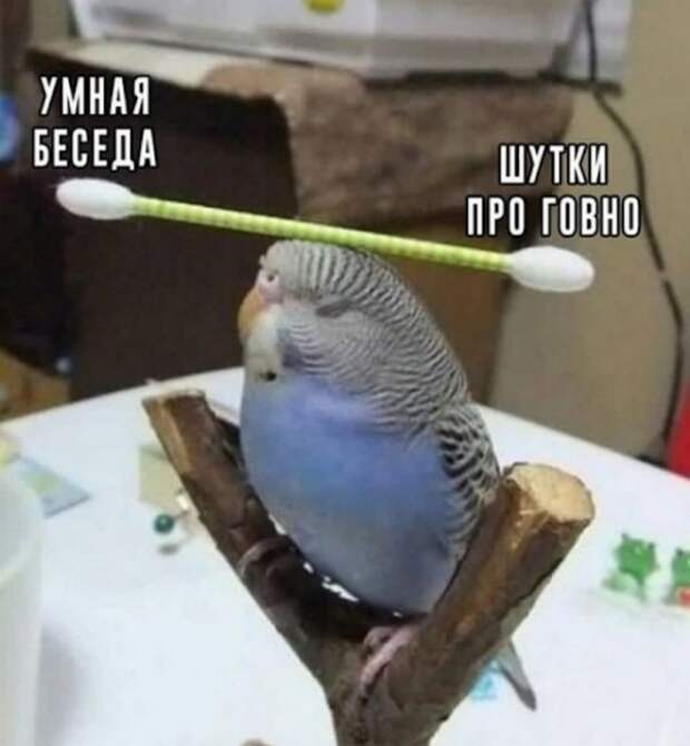 Картинки и мемы для настроения