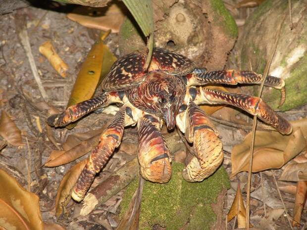 Coconutcrab11 Самый крупный представитель членистоногих, кокосовый краб!