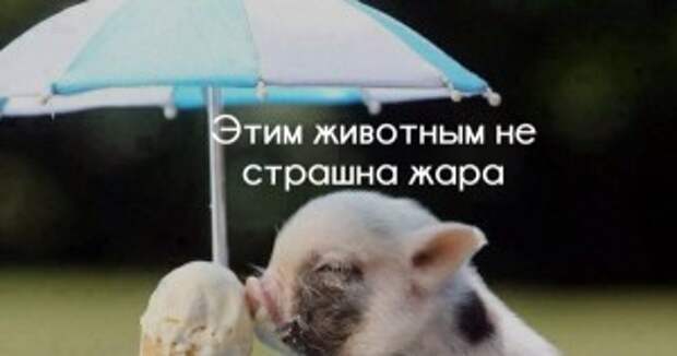 Видеофакт: этих животных за уши не оторвать от мороженого