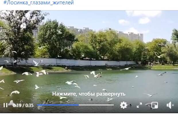 Птичий переполох случился на Торфянке
