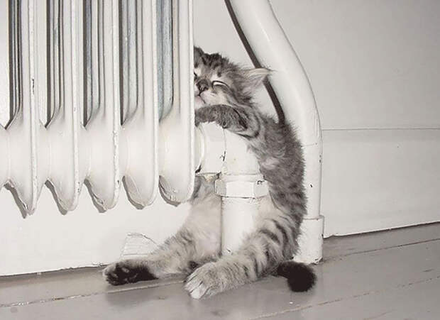 Кошки, которые любят тепло
