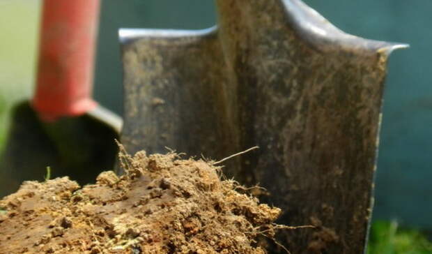 Выращивание хрена: размножение, посадка корнем осенью и уход в открытом грунте