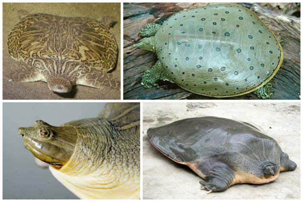 Узкоголовая индийская черепаха интересное, факты, фауна, черепахи