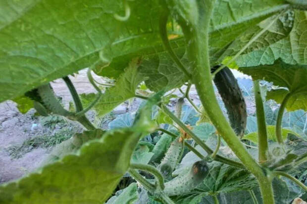 Почему огурцы не растут: пять секретов стабильного урожая от Галины Кизимы