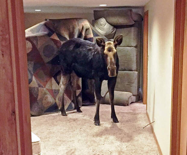 The moose that fell through a window into a family's basement bedroom