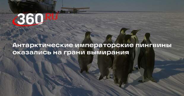 МСОП: к 2080-м годам популяция императорских пингвинов может сократиться вдвое