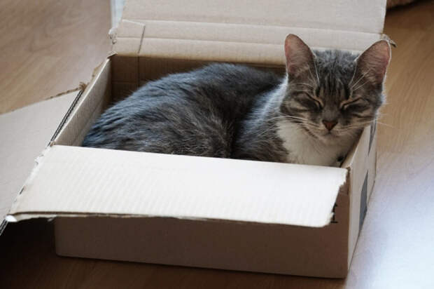 Кошкин дом: почему ваш питомец любит коробки