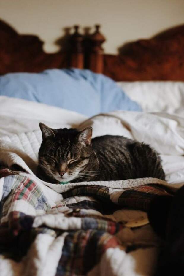 Кот дремот фото из игры. Котик в постели. Кровать для кошки. Котейка на кровати. Кот дремлет.