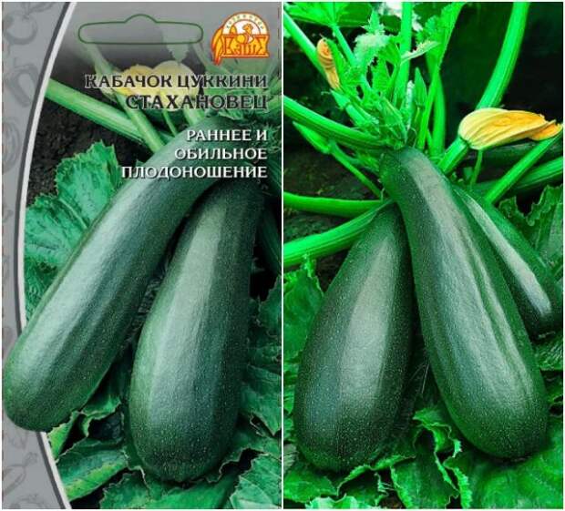 кабачок стахановец