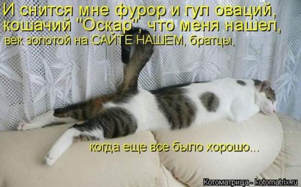Свежая котоматрица на Бугаге (37 фото)