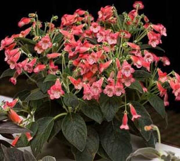 колерия уход