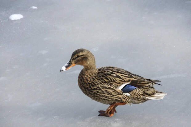 Охота с подсадной уткой: старый русский метод и его секреты