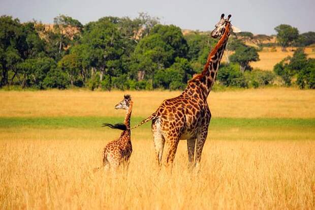 Жираф, Животные, Живая Природа, Африка