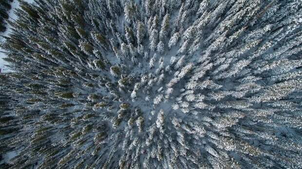 11. Заснеженный лес с воздуха