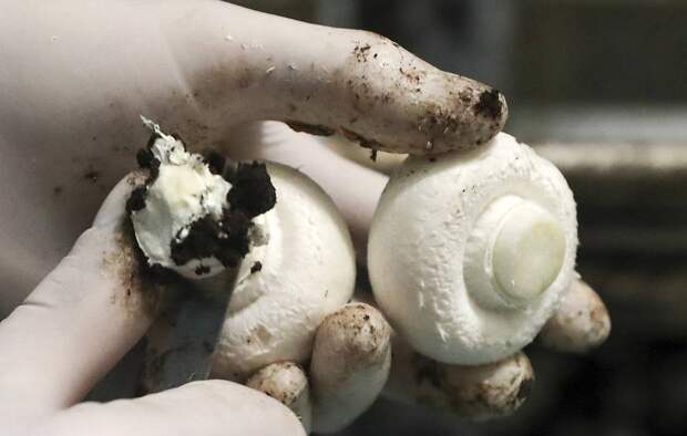Какие продукты лучше не мыть