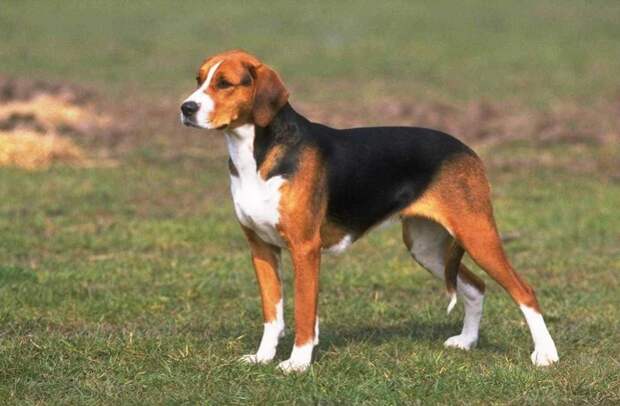 Охотничья порода собак крупных размеров. Охотничья порода собак крупных размеров.