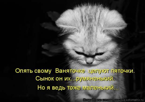 Лучшие котоматрицы недели