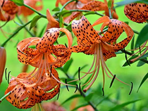 Лилия тигровая (Lilium tigrinum)