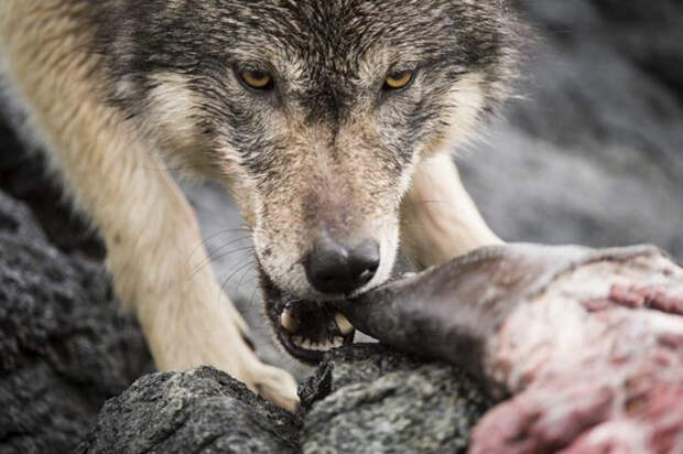 90% рациона волков состоит из пищи, добытой в океане. Фото: Ian McAllister.