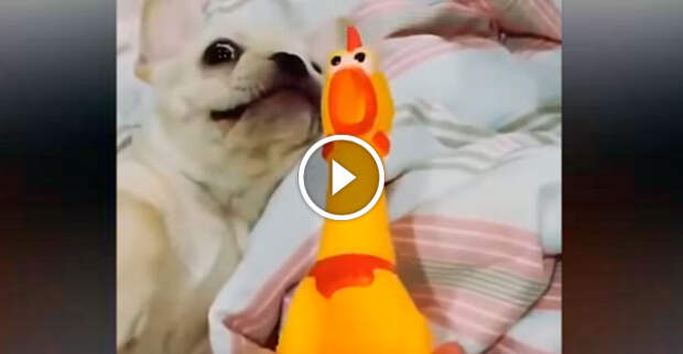 Собака подражает резиновой курице