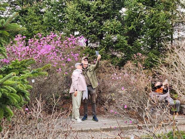 Весны расcвет: абоненты МегаФон наращивают трафик в местах цветения рододендронов