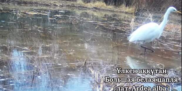 Фотоловушки Чарынского нацпарка запечатлели редких и перелётных птиц