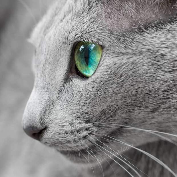 russian-blue-cats-18.jpg russian-blue-cats-18.jpg