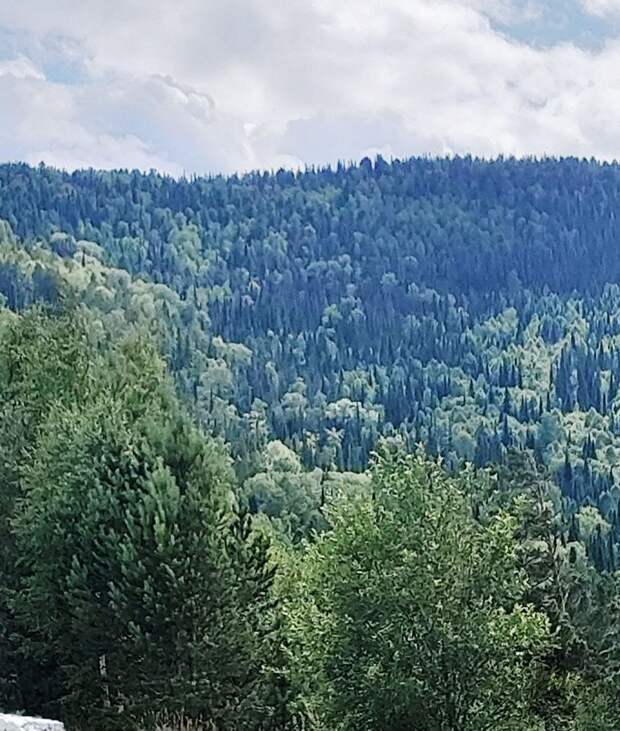 Пропавшую в Красноярском крае семью Усольцевых могут признать погибшими в марте