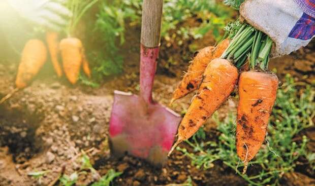 выкапывать морковь 