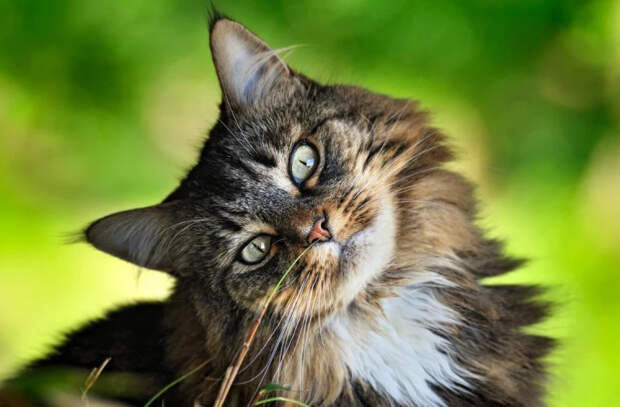 Ученые привели новый факт об эмоциональности кошек