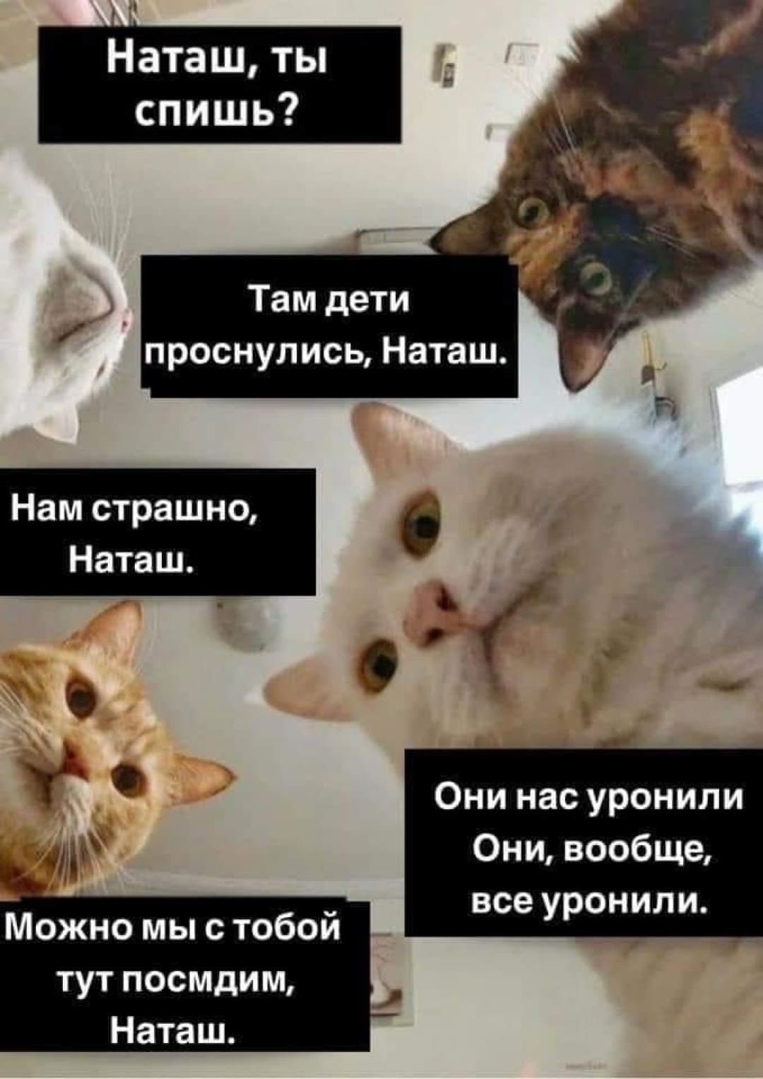 «Наташ, вставай, мы всё уронили»: откуда взялись мемы про Наташу и котов, которые теперь буквально везде