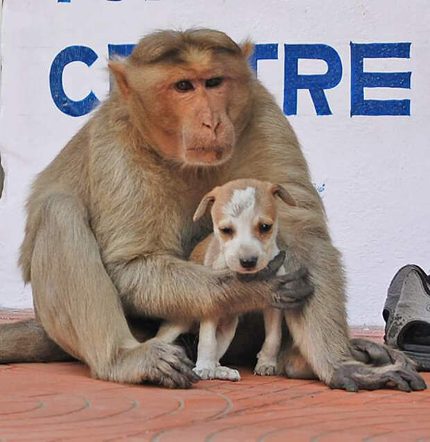 Обезьяна находит брошенного щенка, и принимает его как своего детеныша. Она защищает его от других бездомных собак и заботится о нем как родная мать!