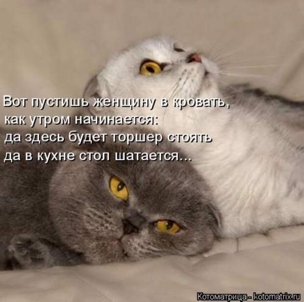 Свежая котоматрица на Бугаге (37 фото)