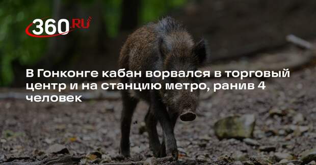 В Гонконге кабан ворвался в торговый центр и на станцию метро, ранив 4 человек