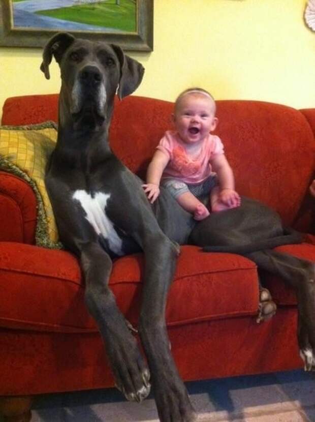 This dog who takes babysitting too seriously.