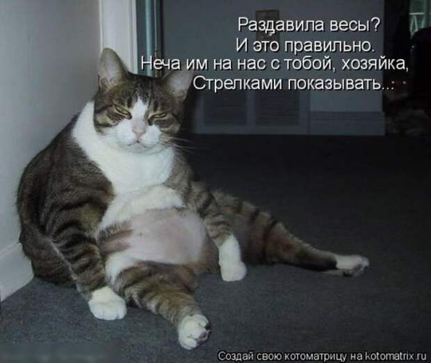 Котоматрицы(картинки с надписями)