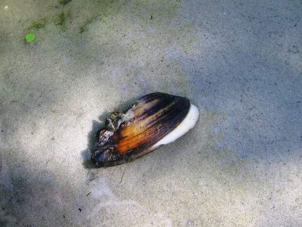 Пресноводный двустворчатый моллюск перловица: описание, места обитания, размножение
