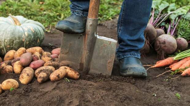 Что и когда посеять в огороде осенью: лунный календарь садовода на октябрь 2025 года