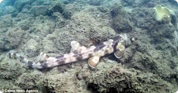 Обнаружена акула, умеющая ходить по морскому дну
