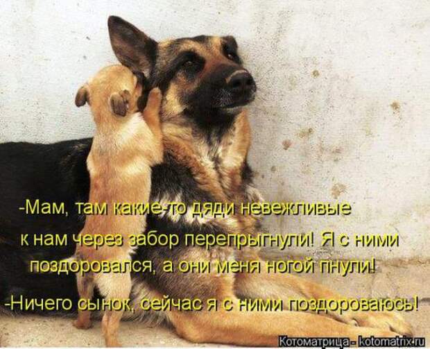 Котоматрицы(картинки с надписями)