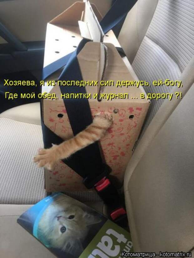 Лучшие котоматрицы недели (50 фото)