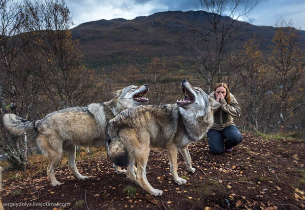 Поцелуй волка животные, норвегия, парк