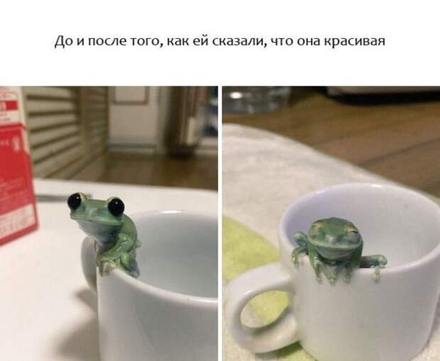 Прикольные животные, которые поднимут вам настроение