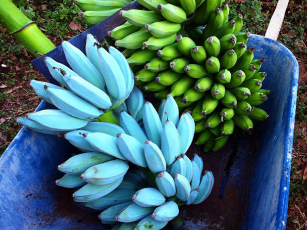 Blue Java Blue Java