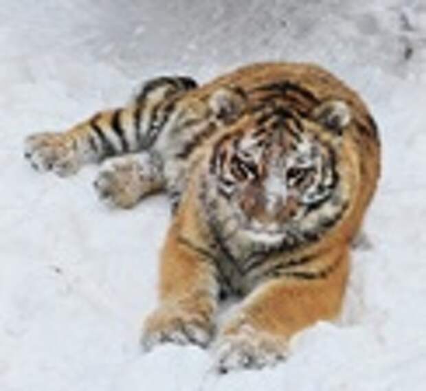 Подросшая тигрица Ракша играет в снегу / Фото: Лесная сказка