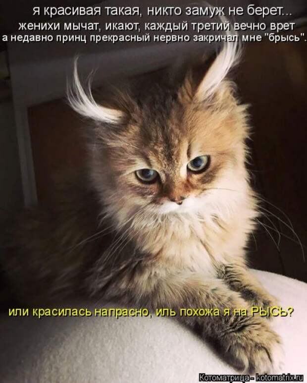 Котоматрица новая и прикольная (37 фото)
